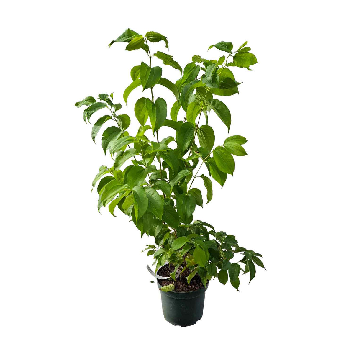 Heptacodium miconioides 30/40 C5