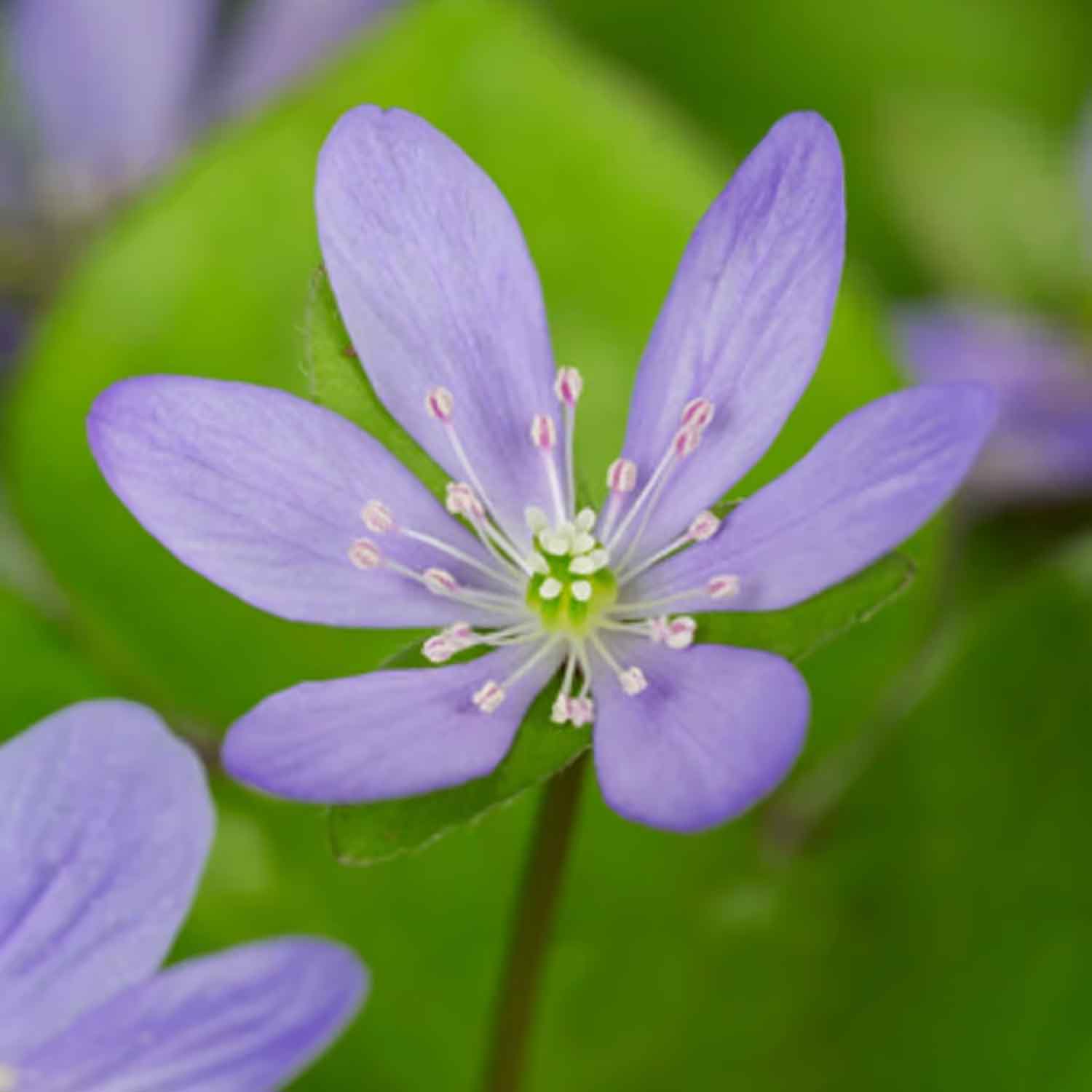 Hepatica nobilis P9