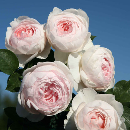 Rose Herzogin Christiana