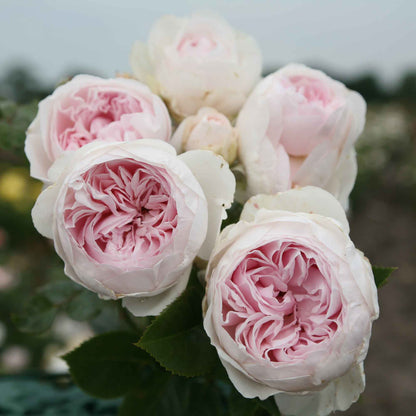 Rose Herzogin Christiana