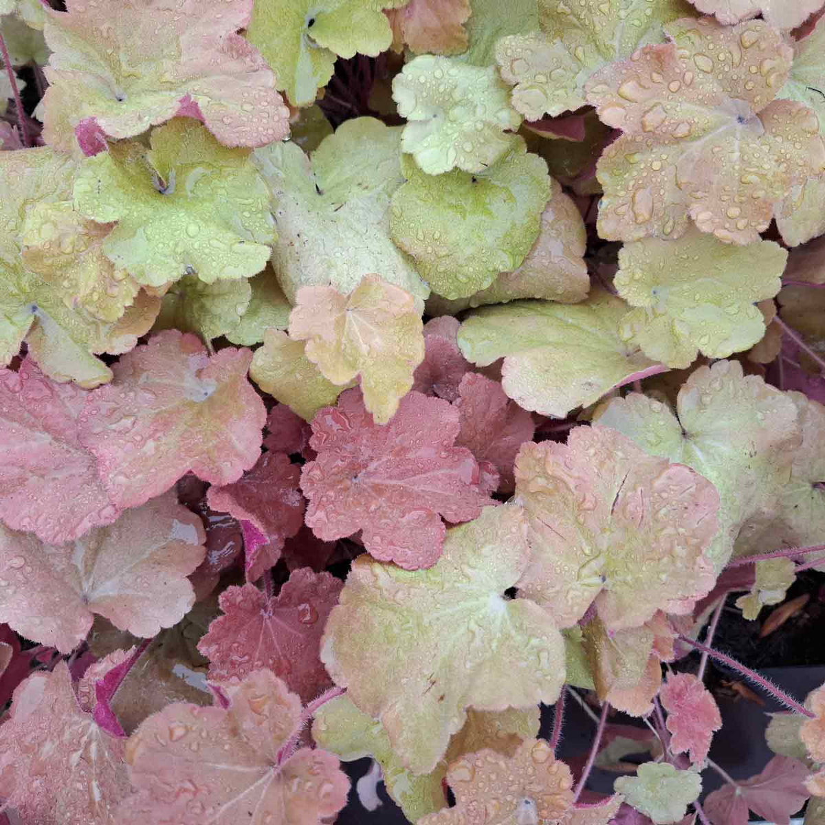 Heuchera 'Caramel' P9
