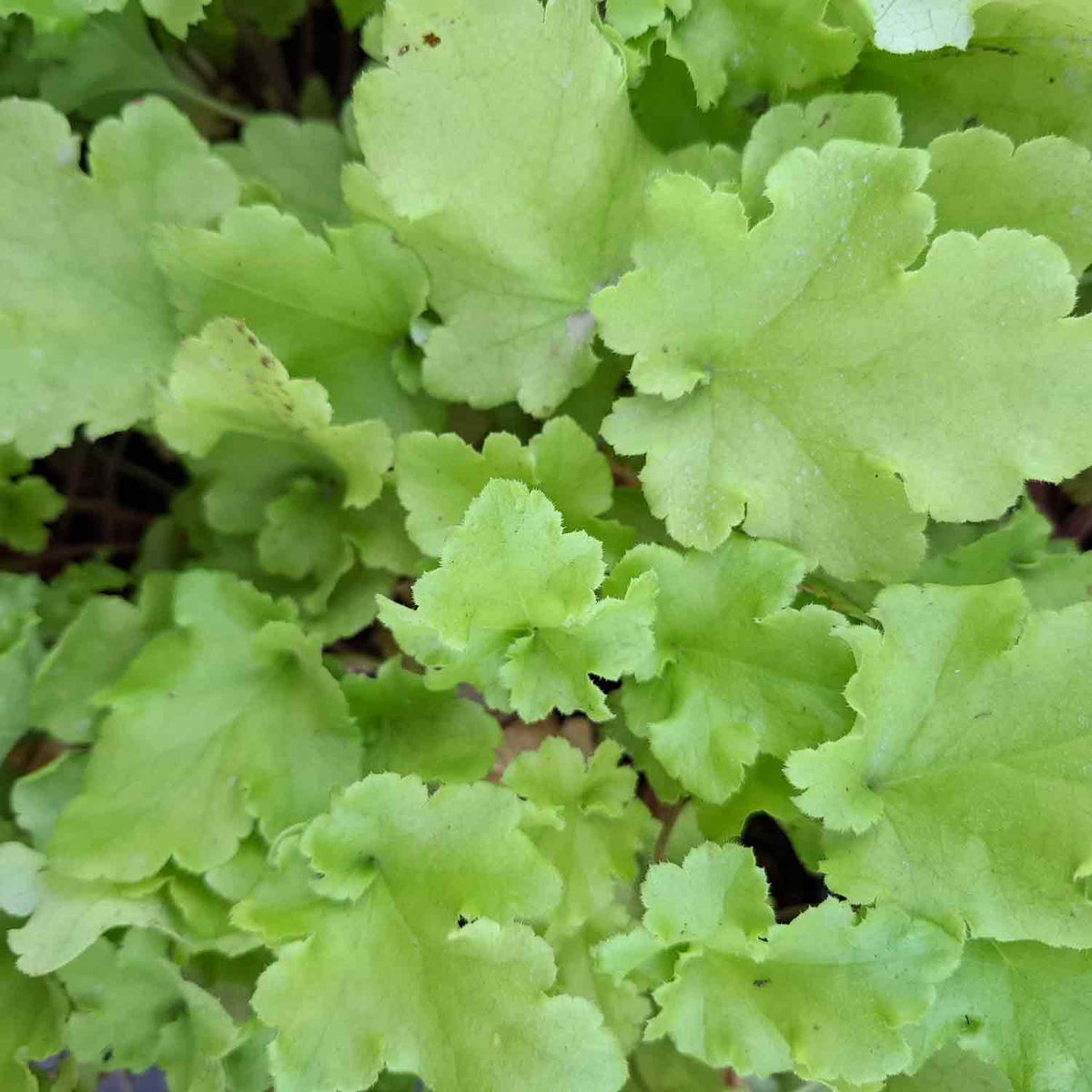 Heuchera 'Lime Marmalade' P9