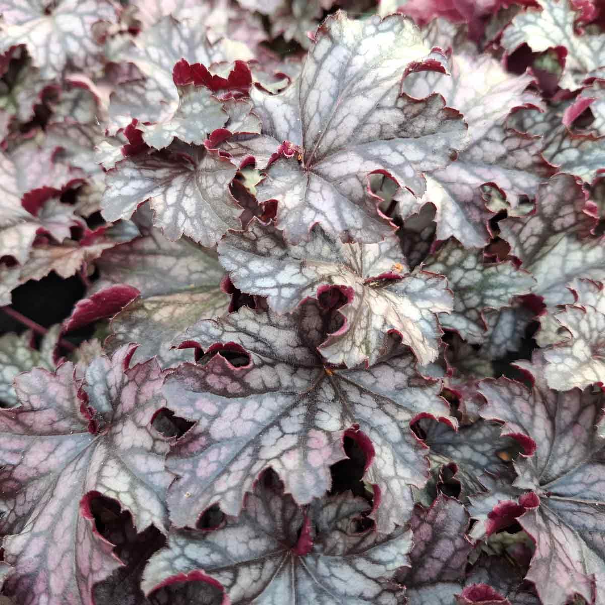 Heuchera mic. 'Blackberry Jam' C17