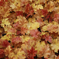 Alum root - Heuchera