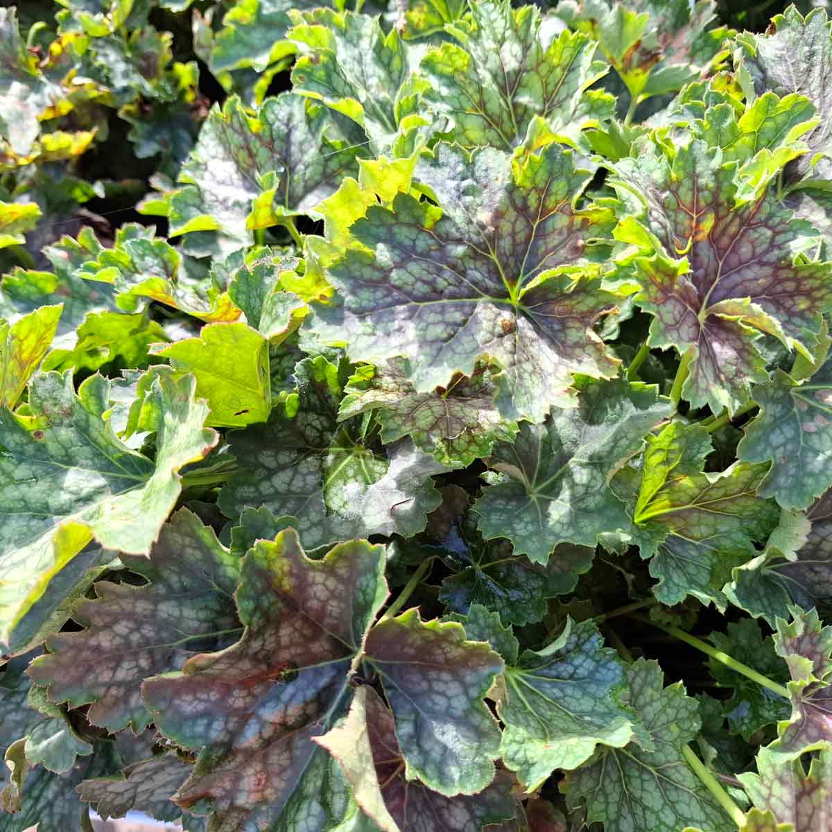 Heuchera Americana 'Marvelous Marble' C3