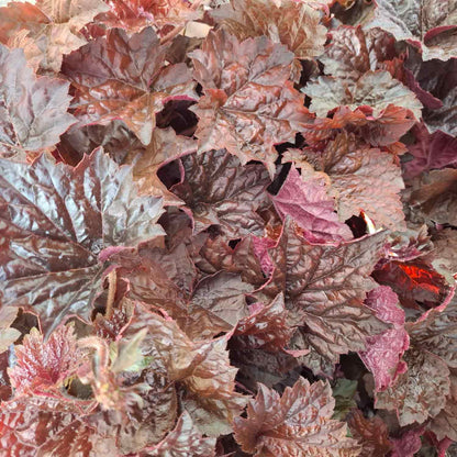 Heuchera m. 'Palace Purple' P9