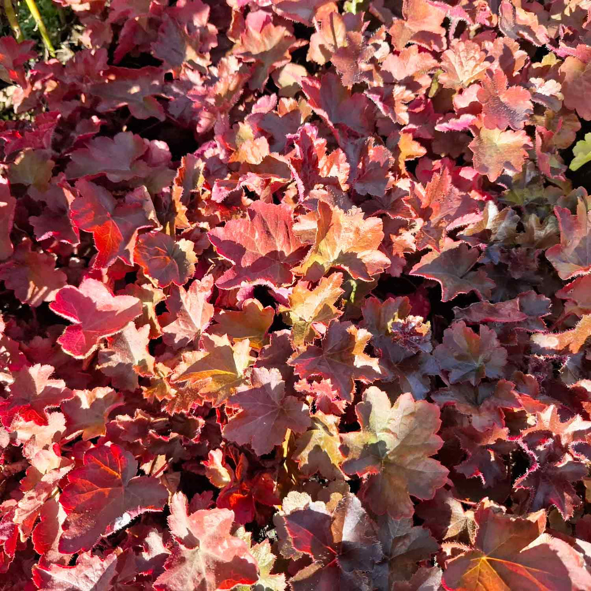 Heuchera m. 'Palace Purple' P9