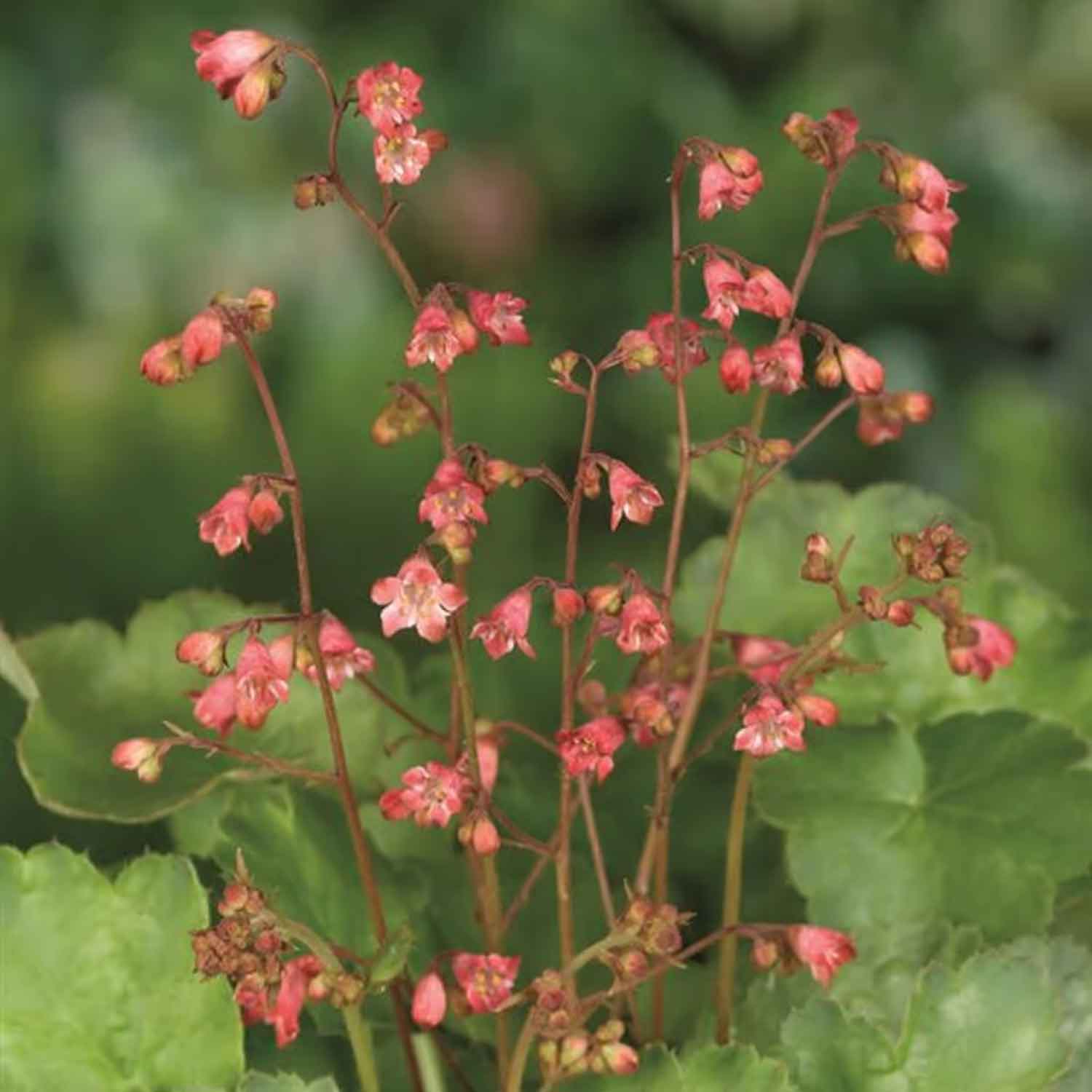 Heuchera 'Pluie de Feu' P9
