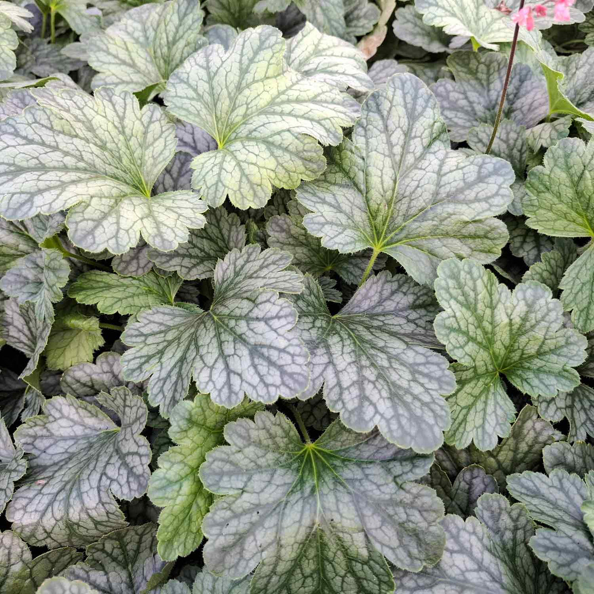 Heuchera 'Rex Peppermint' C3
