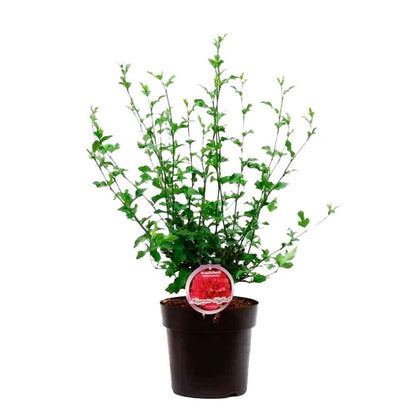 Hibiskus är sur. 'Magenta Chiffon' C4,6 50-60 CM
