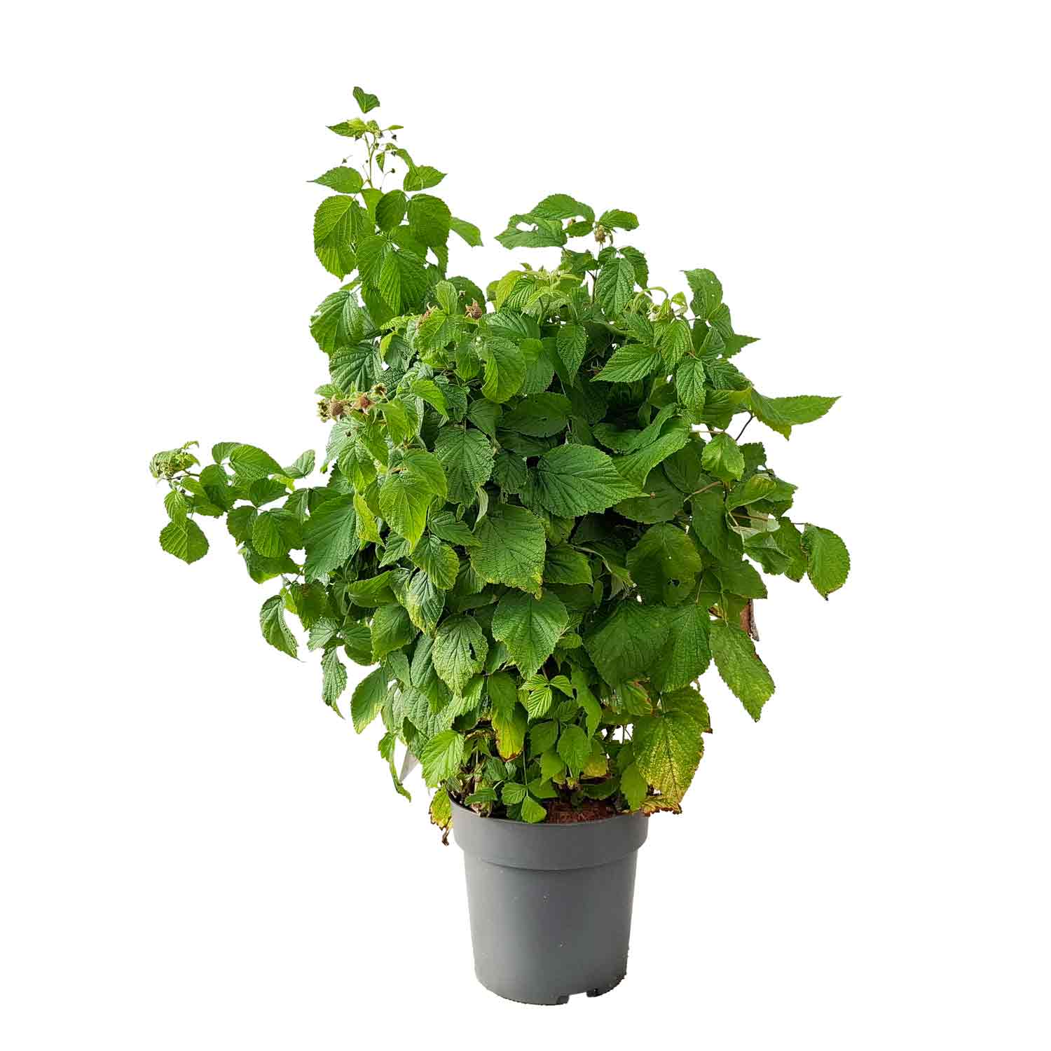 Rubus idaeus 'BonBonBerry ® Yummy' C4.6