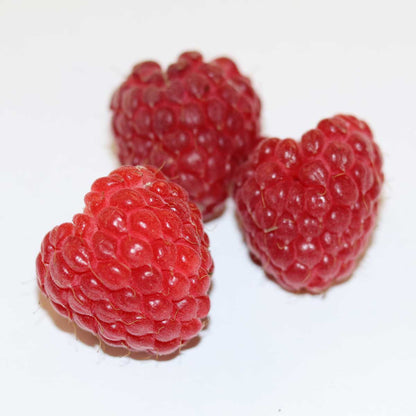 Rubus idaeus 'BonBonBerry ® Yummy' C4,6
