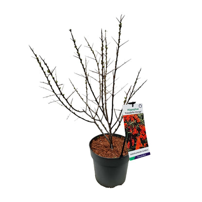 Hippophae rhamn. 'Friesd. Orange' 40-60 C5