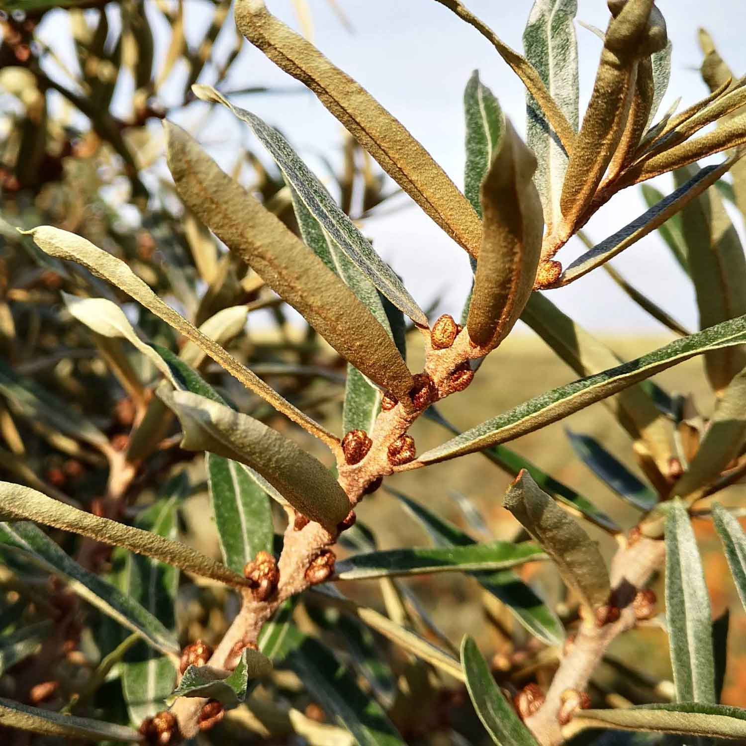 Hippophae rhamnoides 'Pollmix' C2 30-40