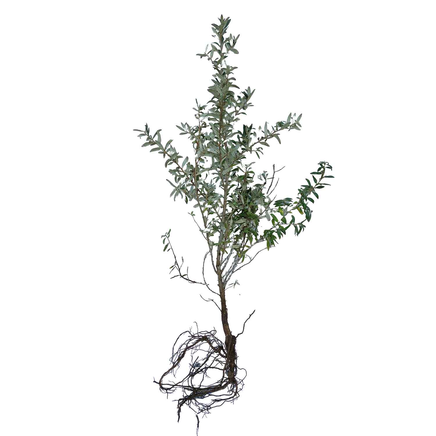 Hippophea rhamnoides 1/1 50-80