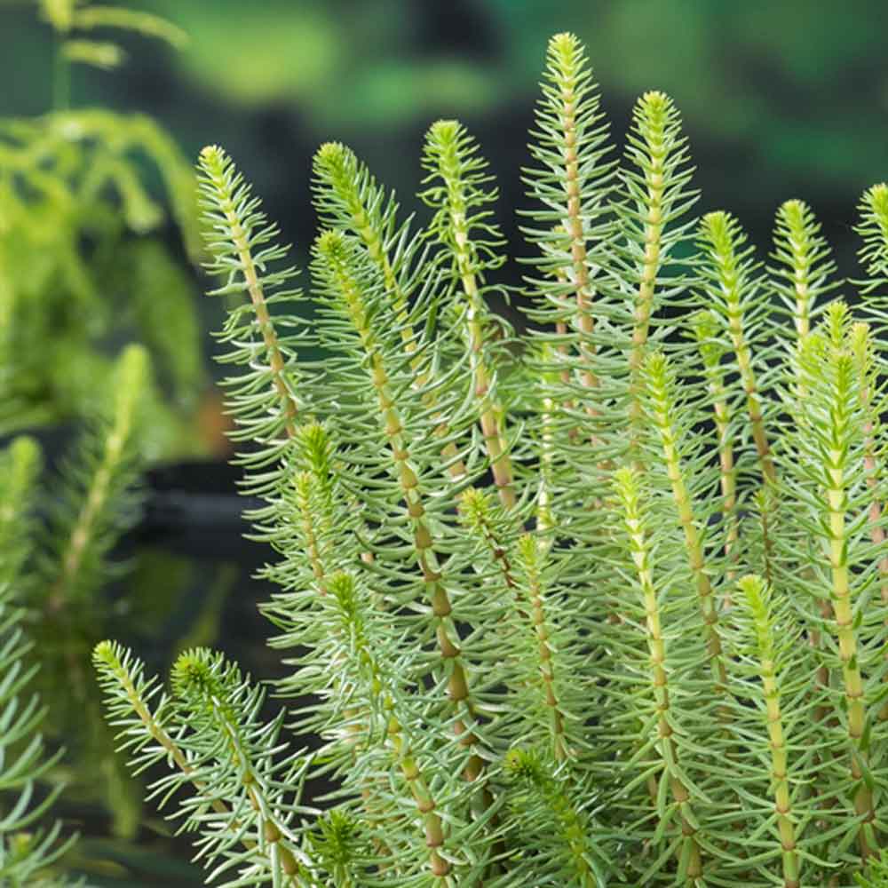 Hippuris vulgaris P9
