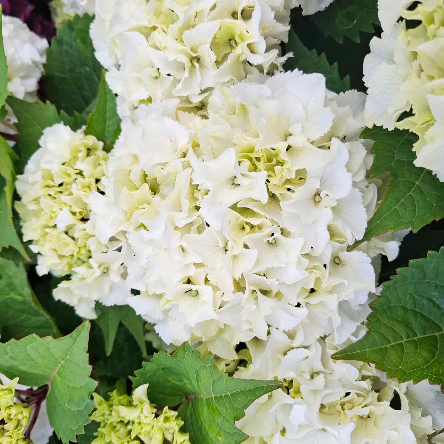 Hydrangea macrophylla. 'Ice Boy' C5 30- 40