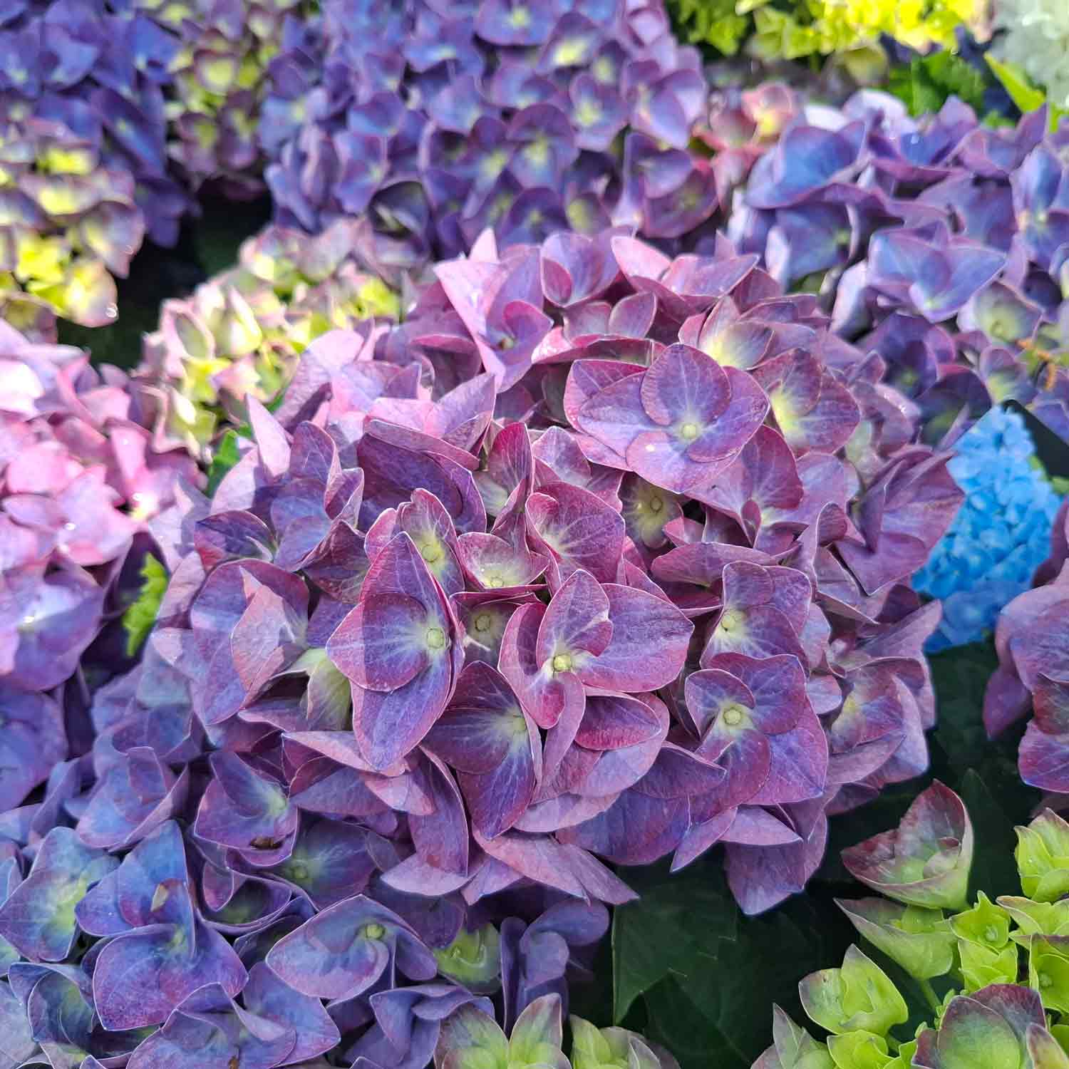 Hydrangea macrophylla. 'Jip Blue' C5 30- 40