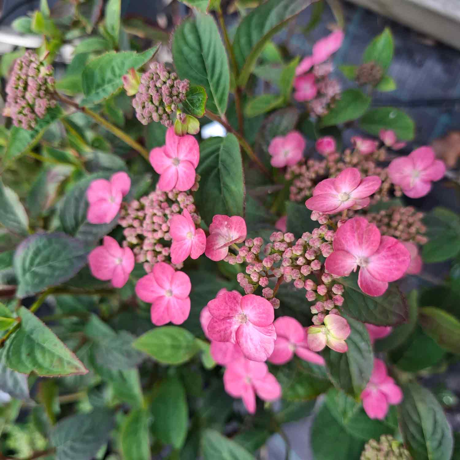 Hydrangea serrata 'Pink Petticoat' 40/50 C5