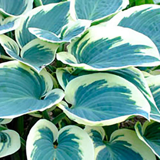 Hosta 'El Niño' P9 - Mellemstor og hvid grønne blade