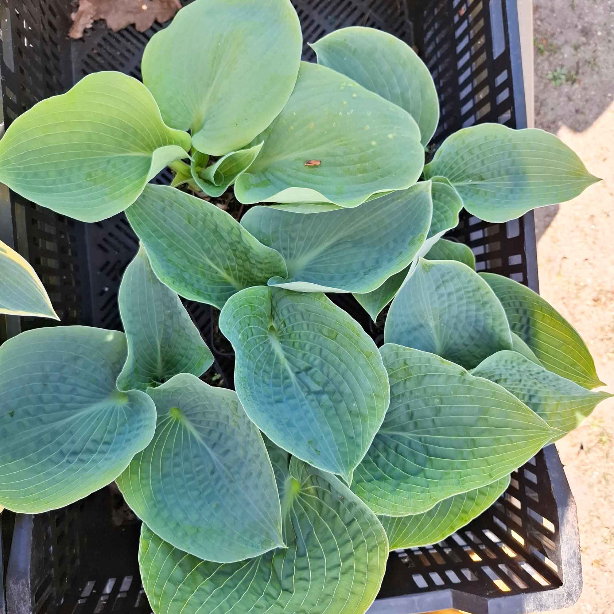 Hosta 'Big Daddy' P9