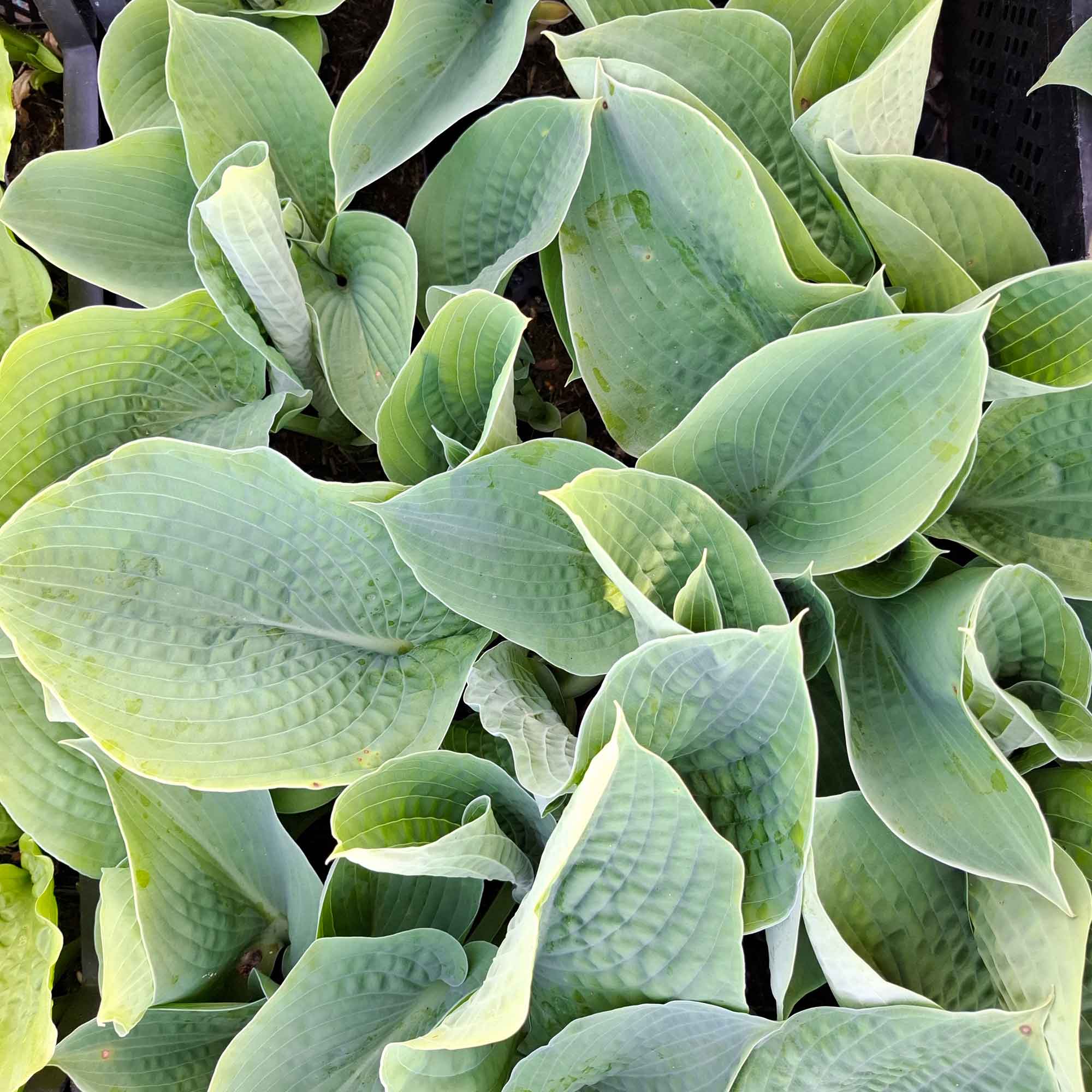 Hosta 'Big Mama' P9