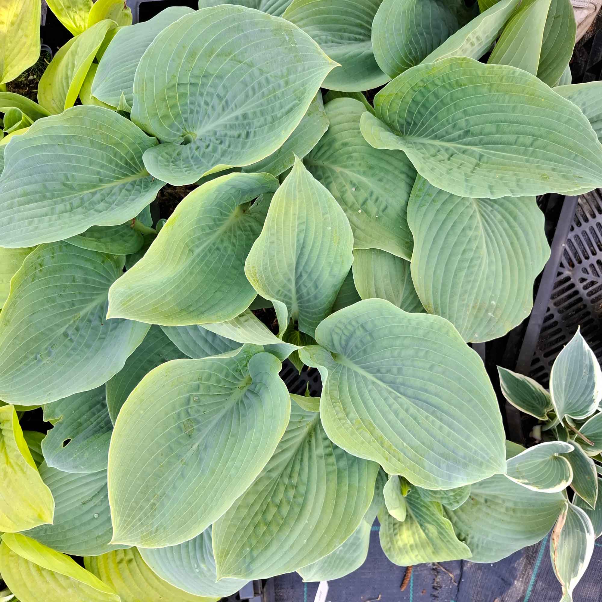 Hosta 'Blue Mammoth' P9