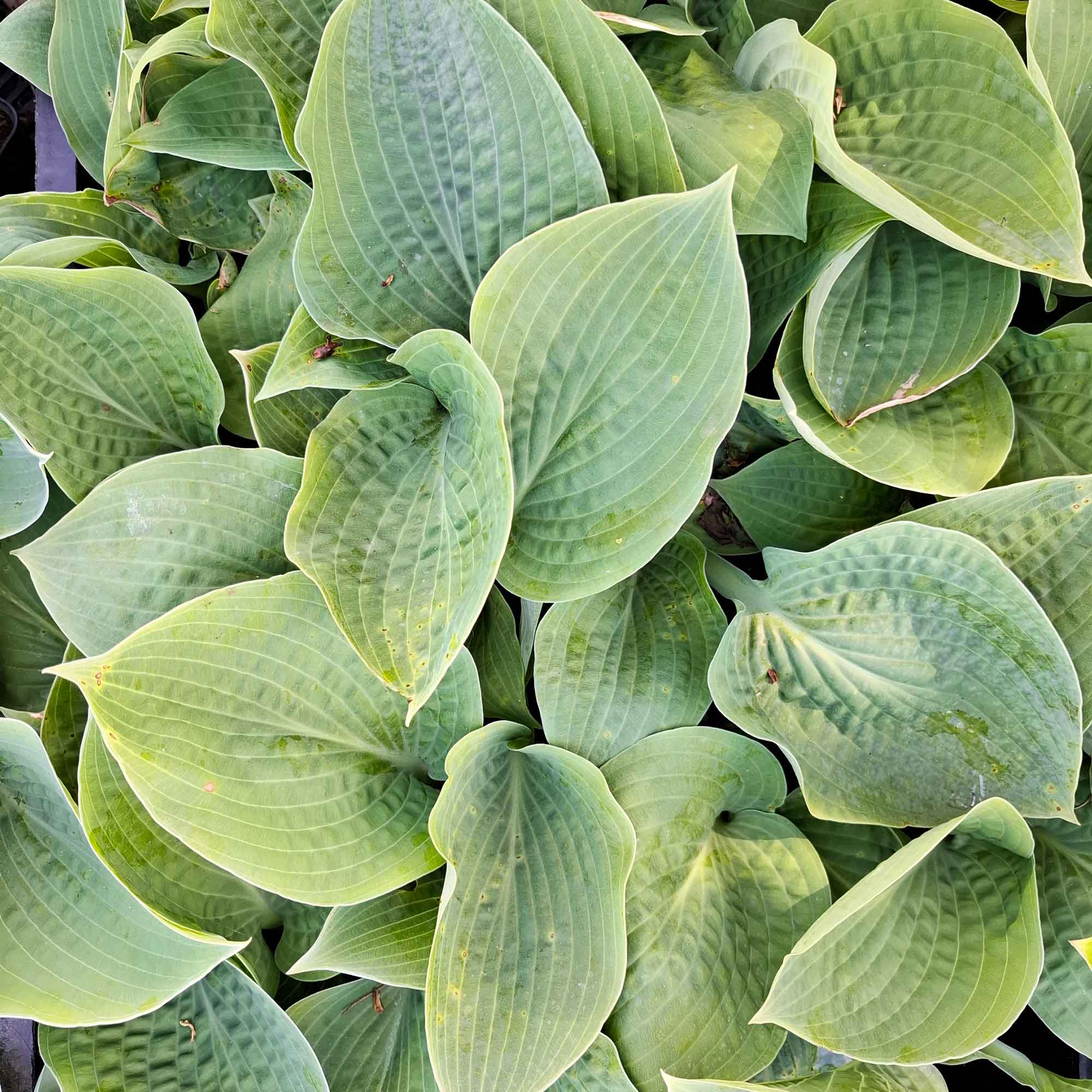 Hosta 'Fortunei Hyacinthina' P9