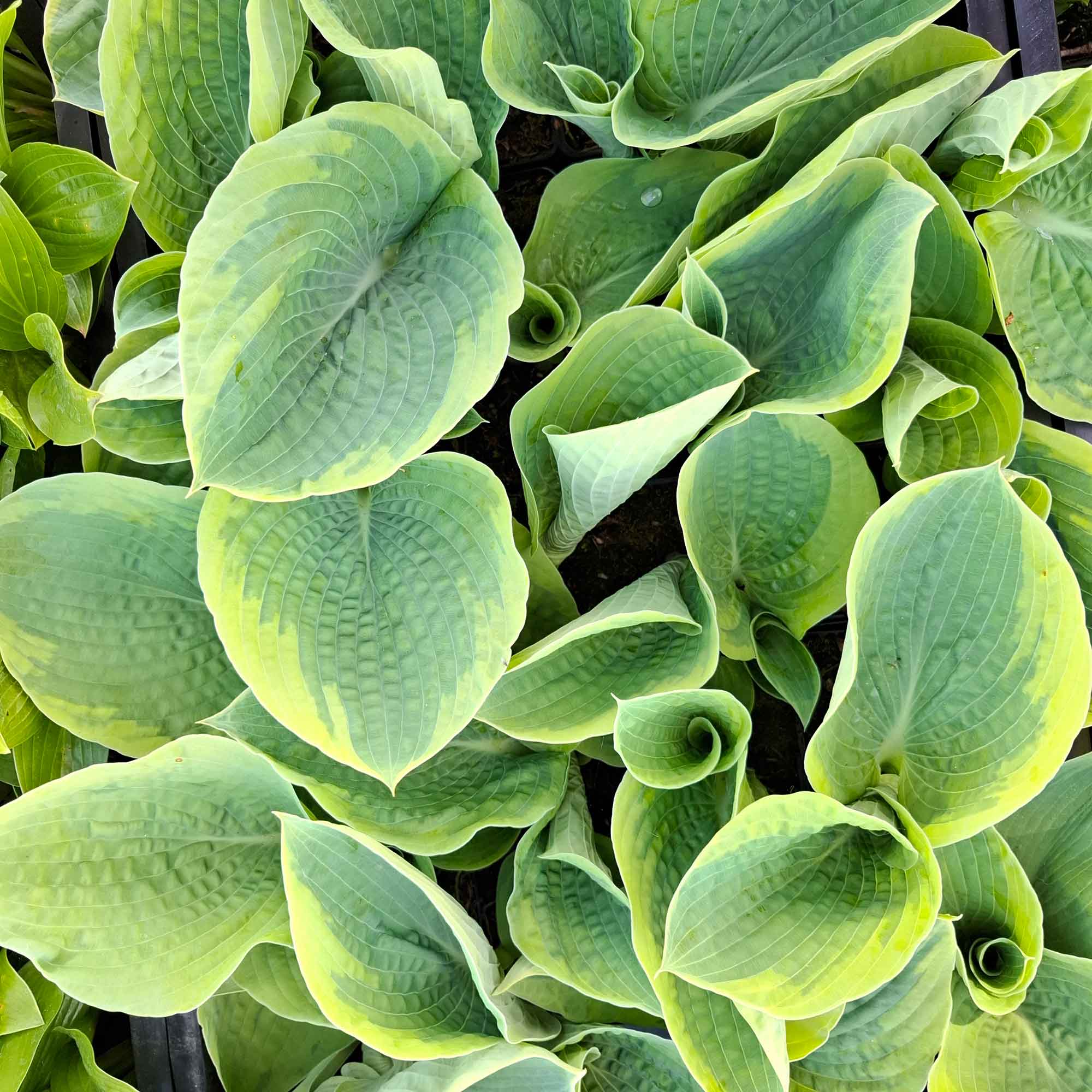 Hosta 'Frances Williams' P9
