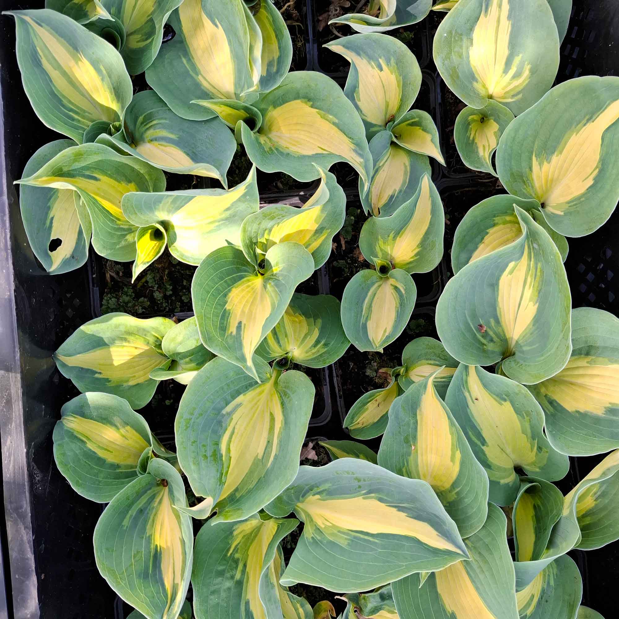 Hosta 'Great Expectations' P9