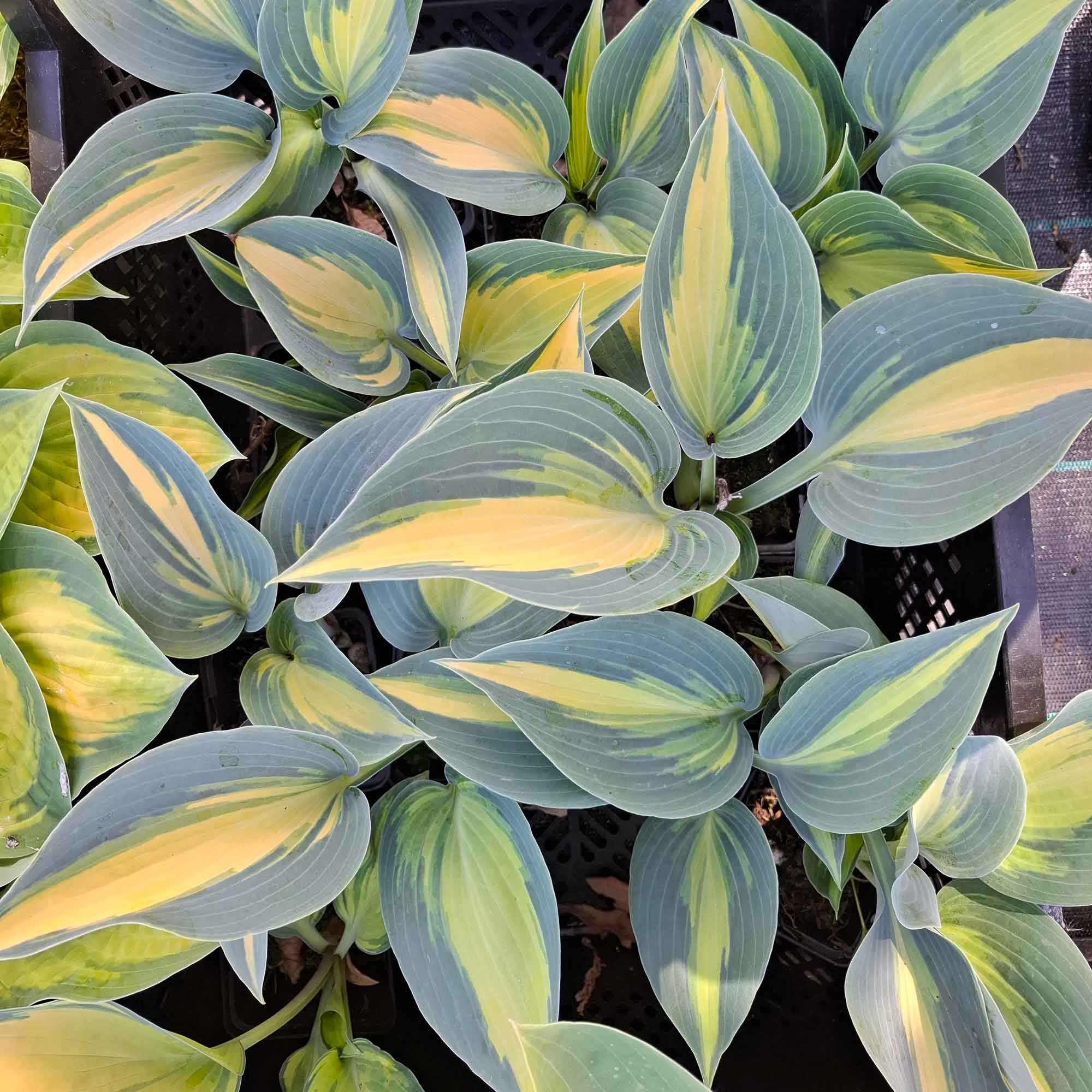 Hosta 'June' P9