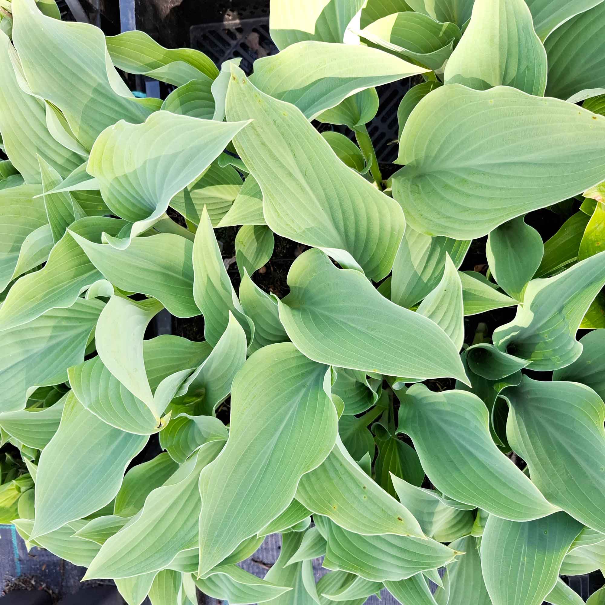 Hosta 'Krossa Regal' P9