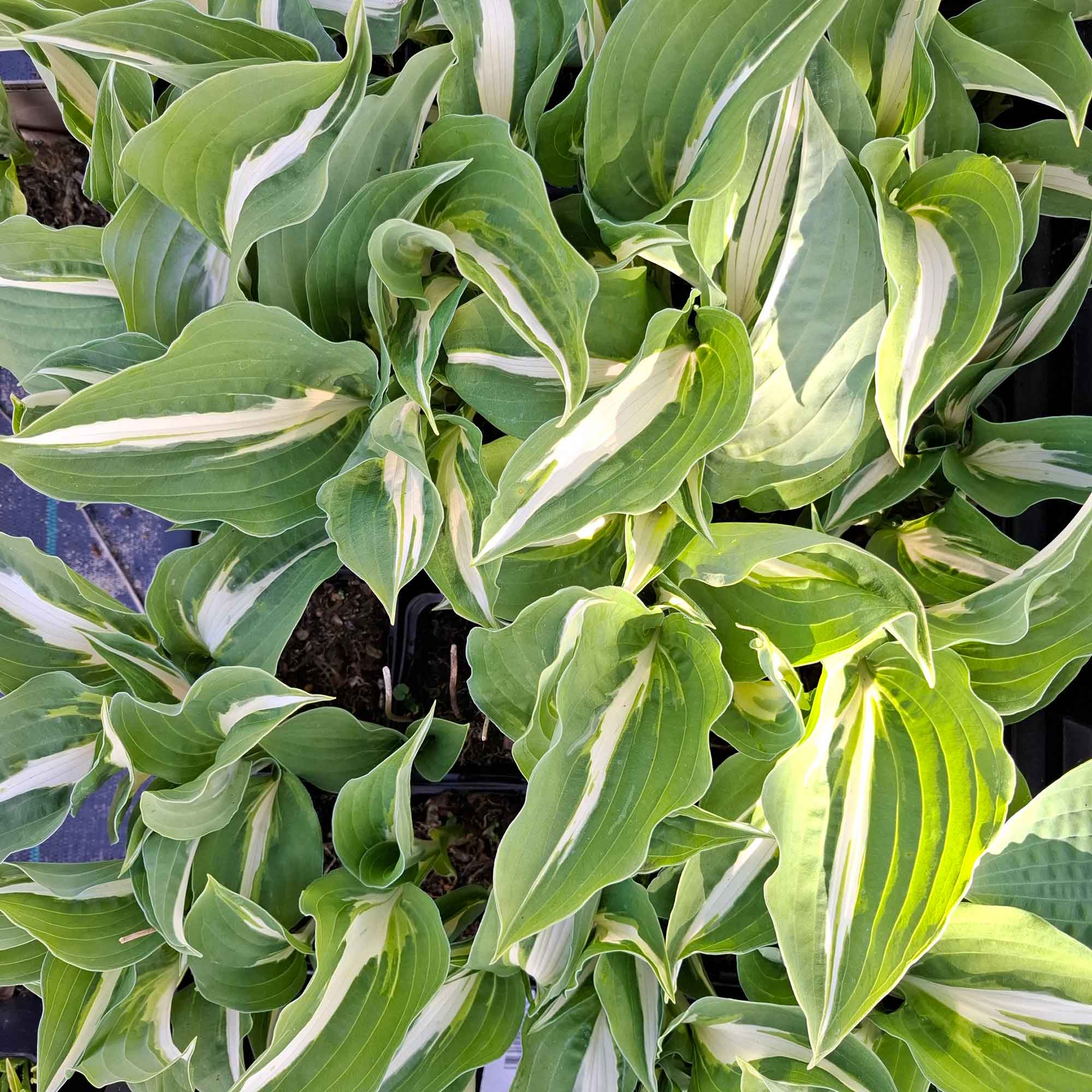 Hosta 'Night Before Christmas' P9