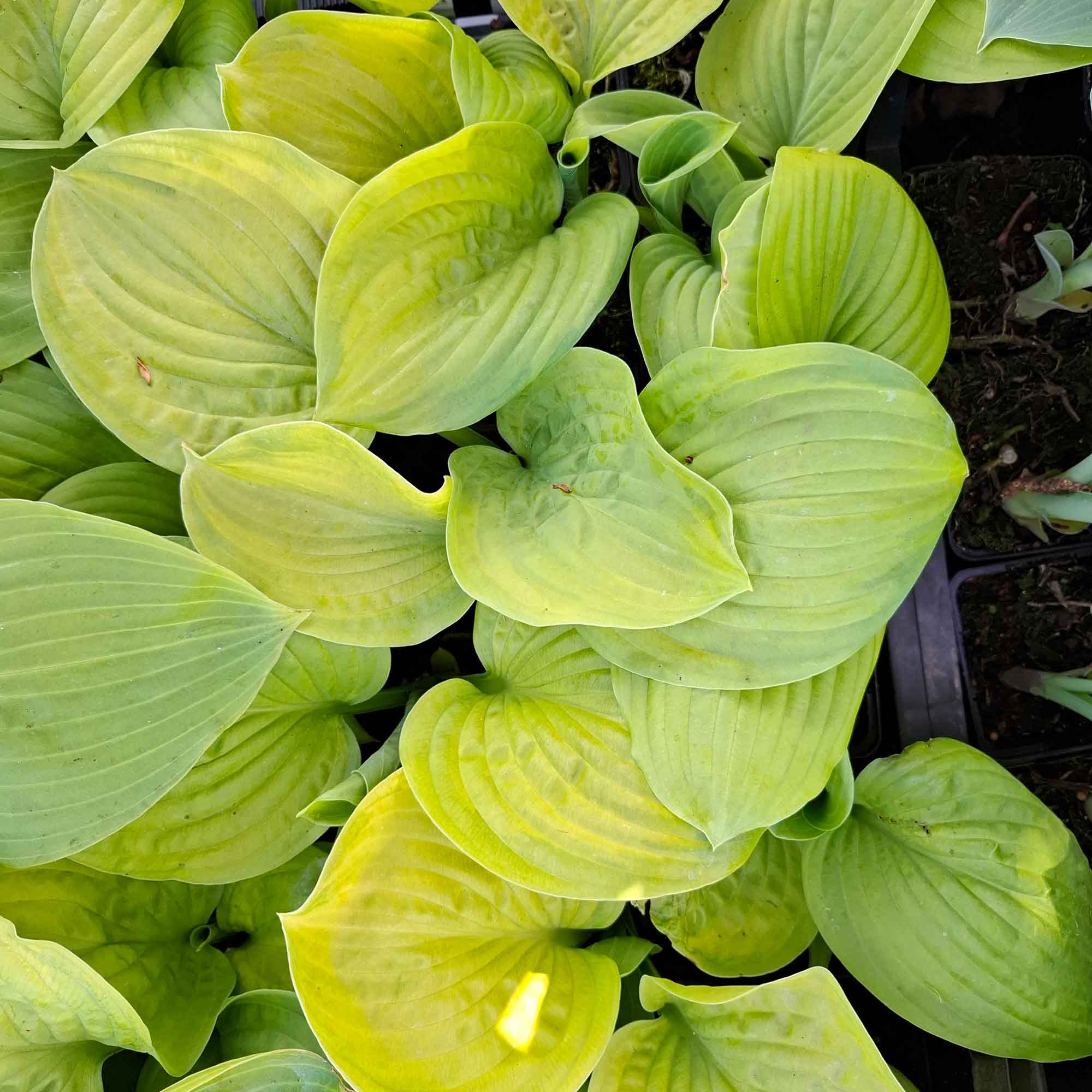 Hosta 'Stained Glass' P9