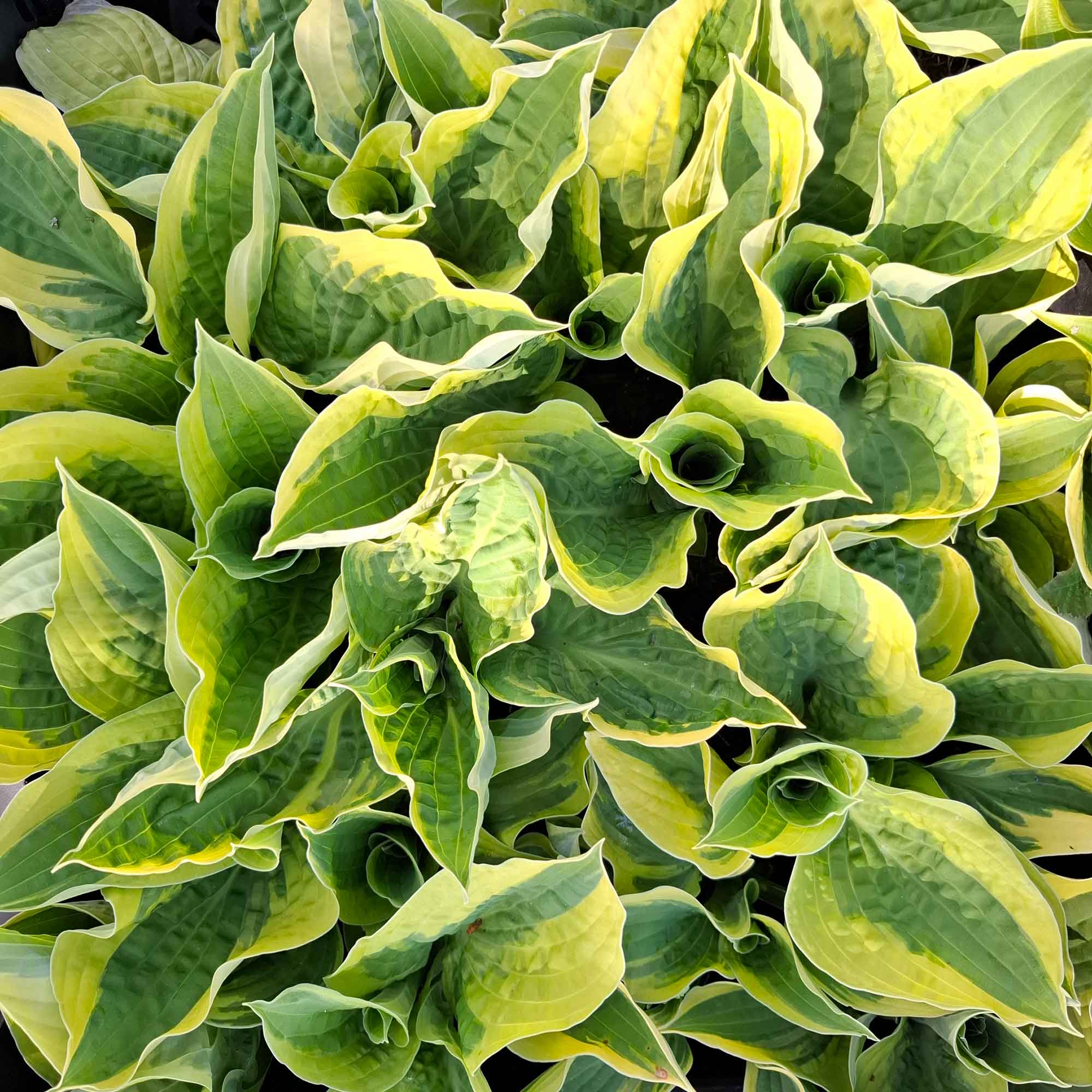 Hosta Bred brätte 13 cm Kruka