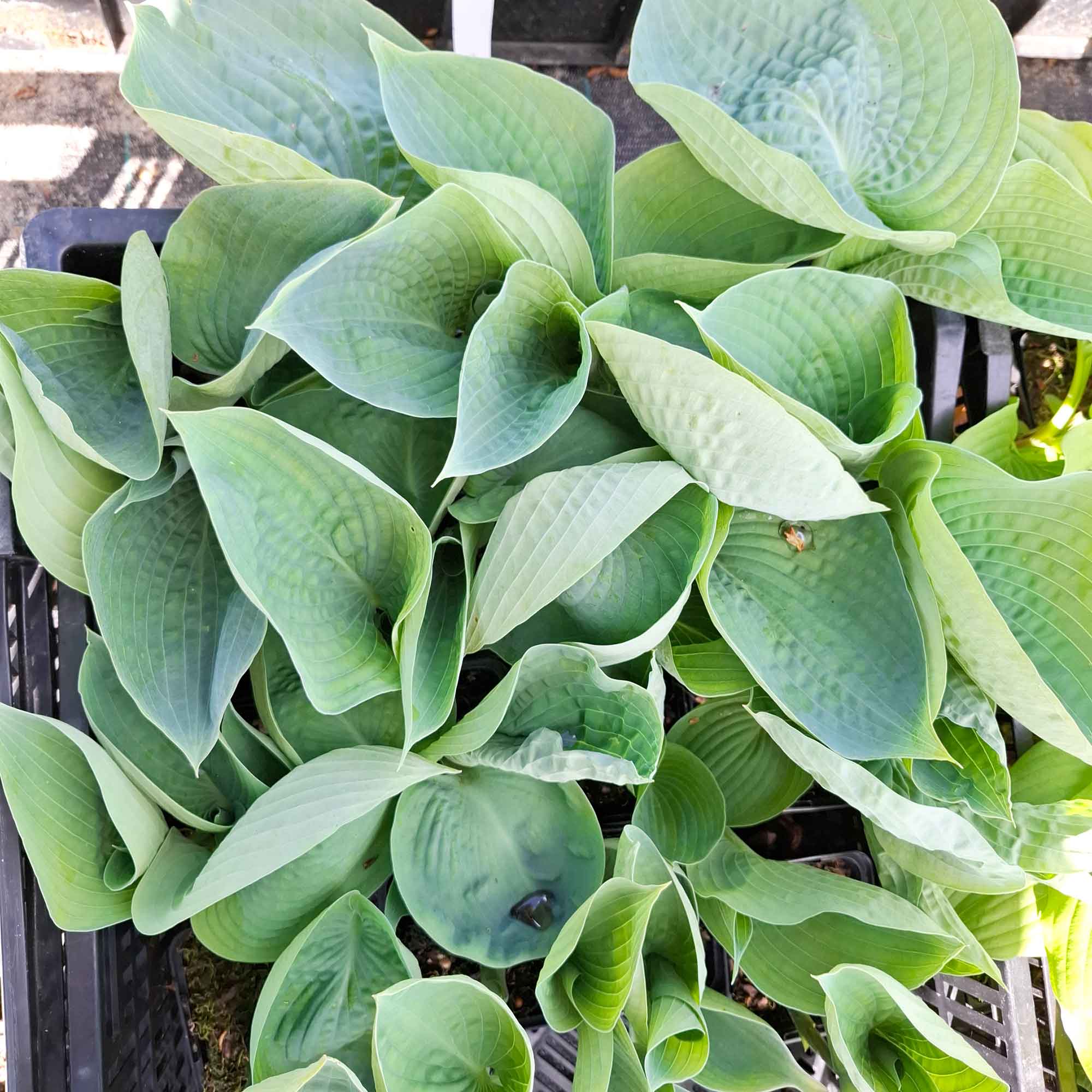 Hosta 'Abiqua Drinking Gourd' P9