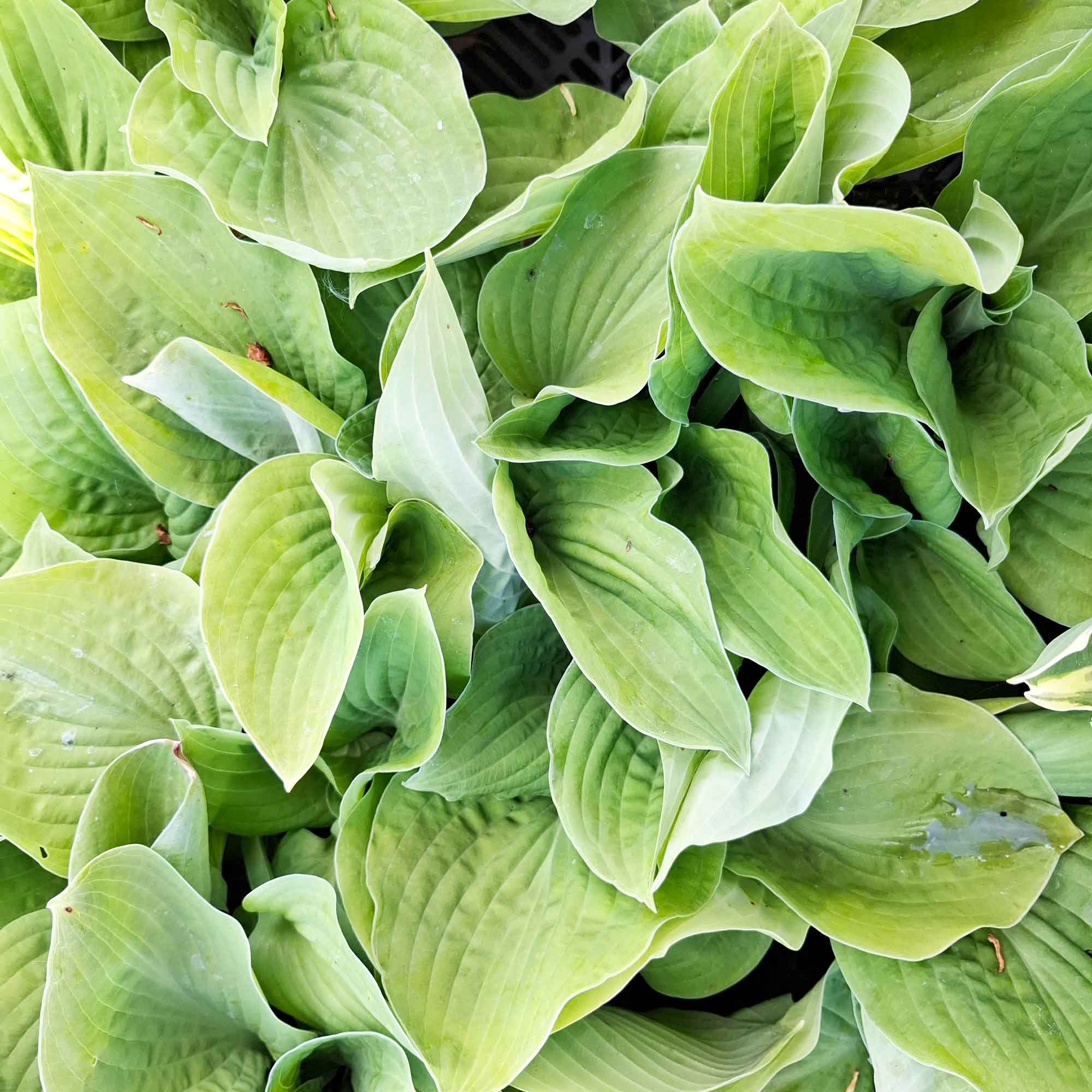 Hosta 'August Moon' P9