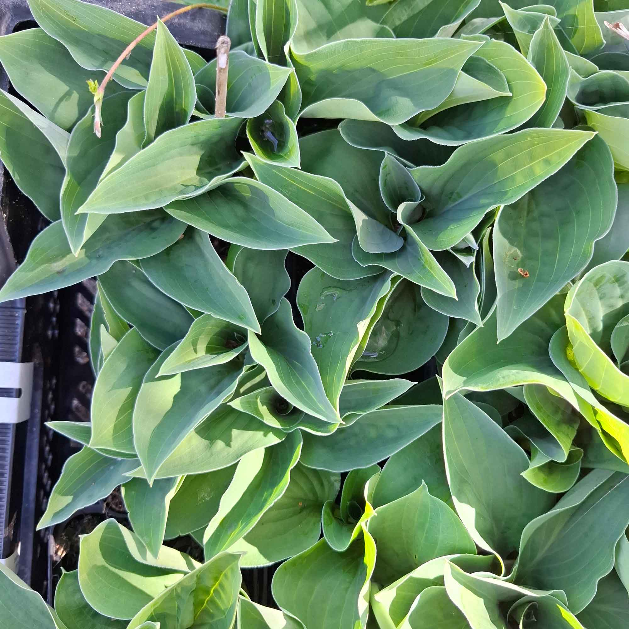 Hosta 'Blue Cadet' P9
