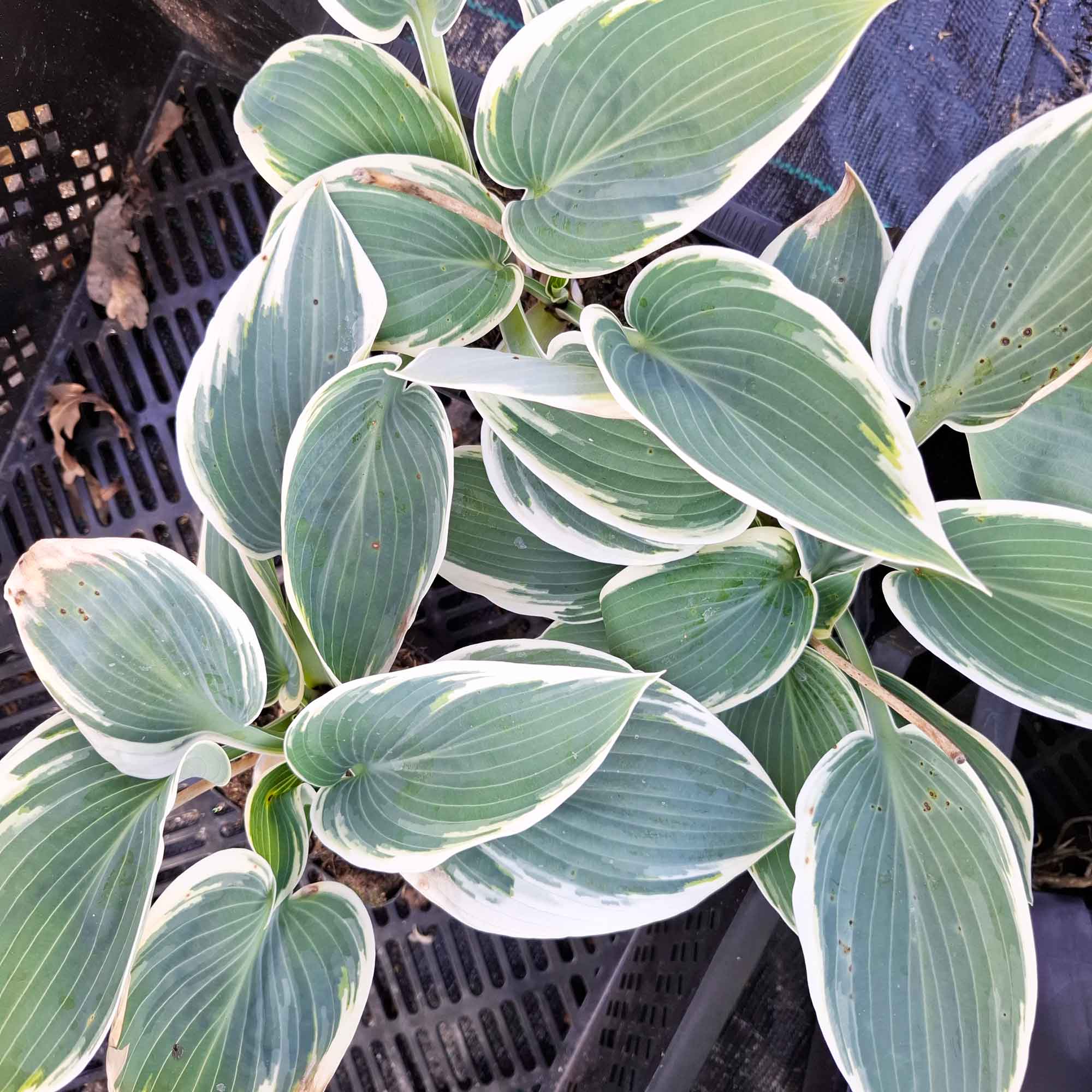 Hosta 'El Niño' P9