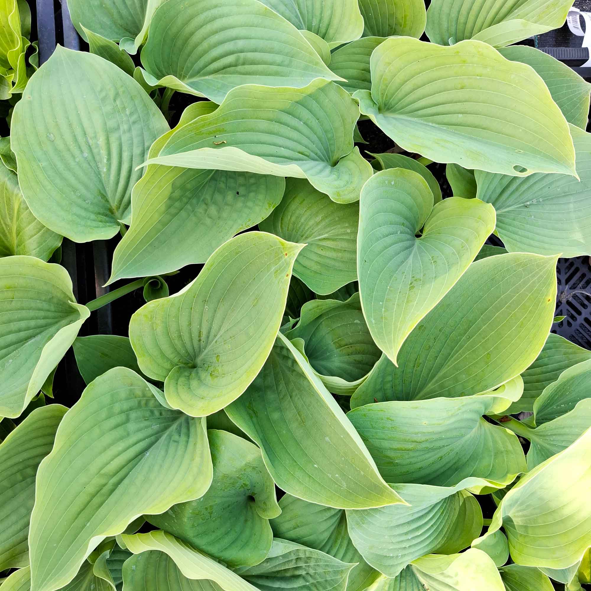 Hosta 'Empress Wu' P9