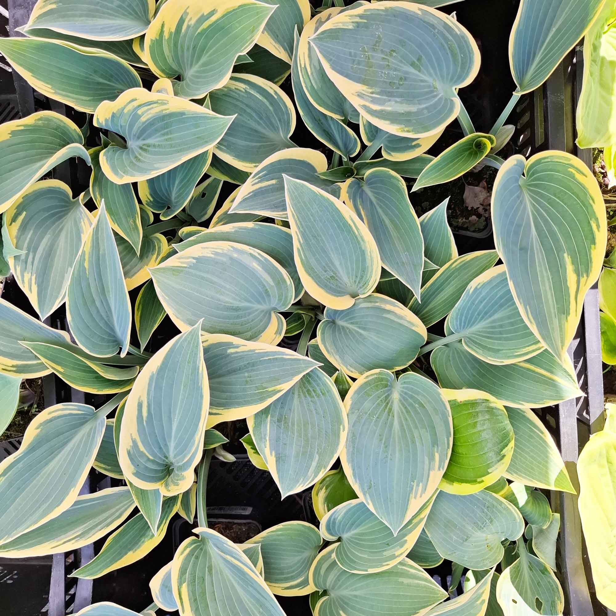 Hosta 'First Frost' P9