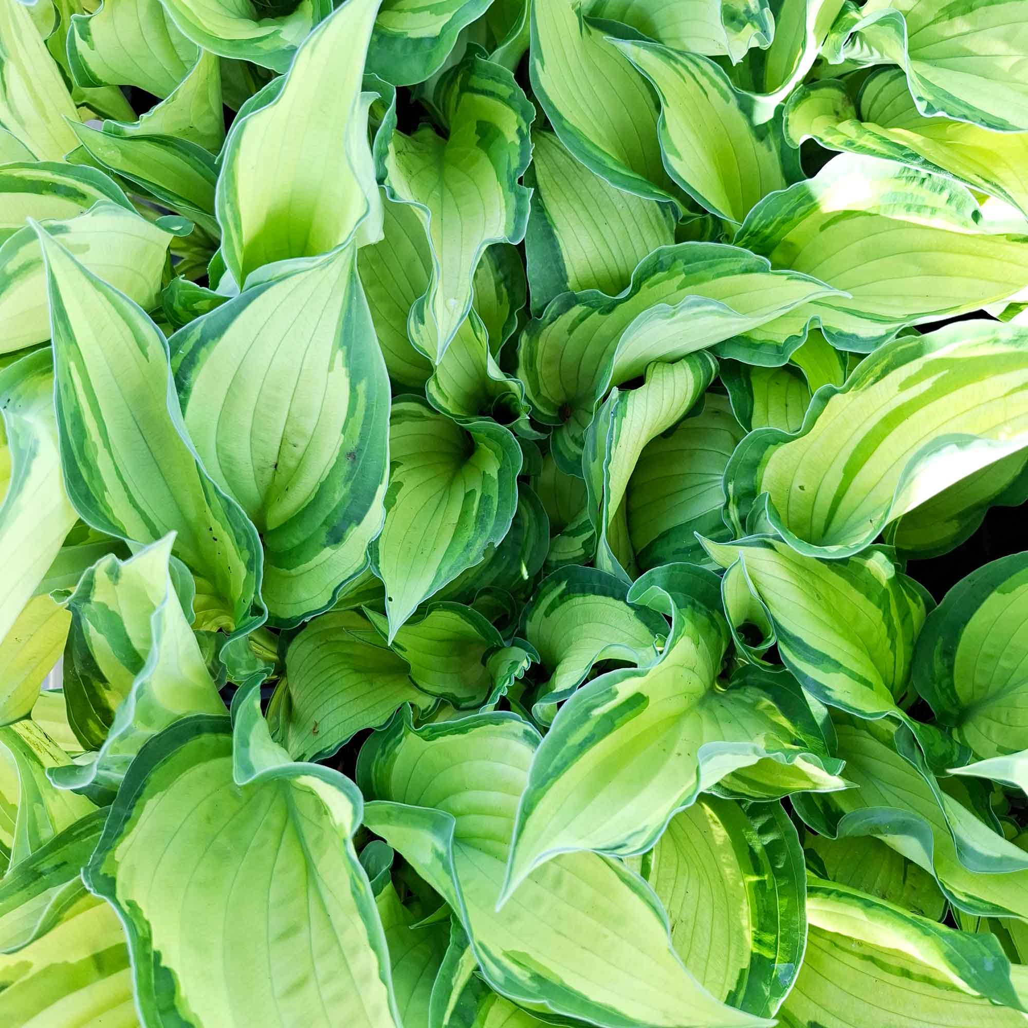Hosta 'Fortunei Albopicta' P9