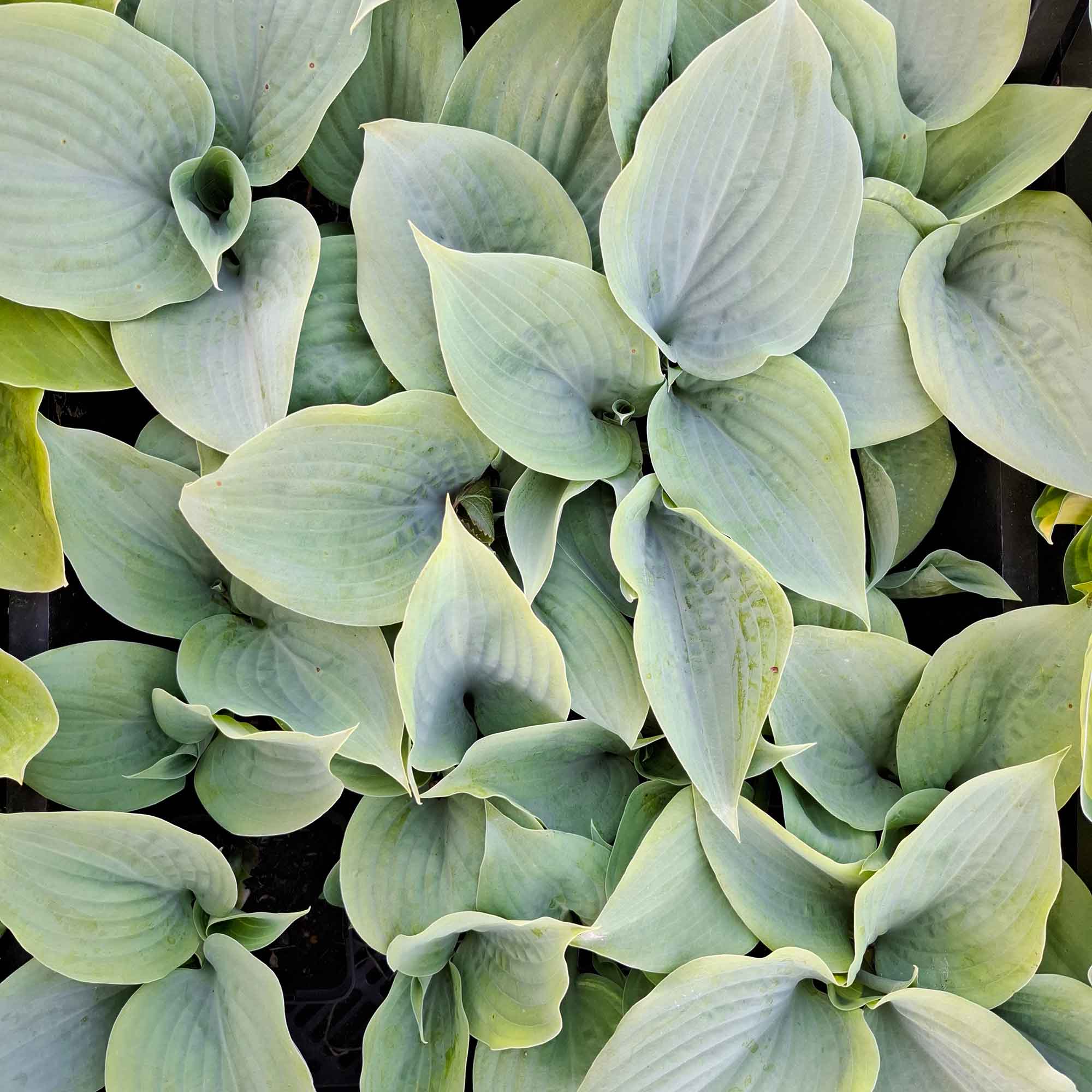 Hosta 'Fragrant Blue' P9