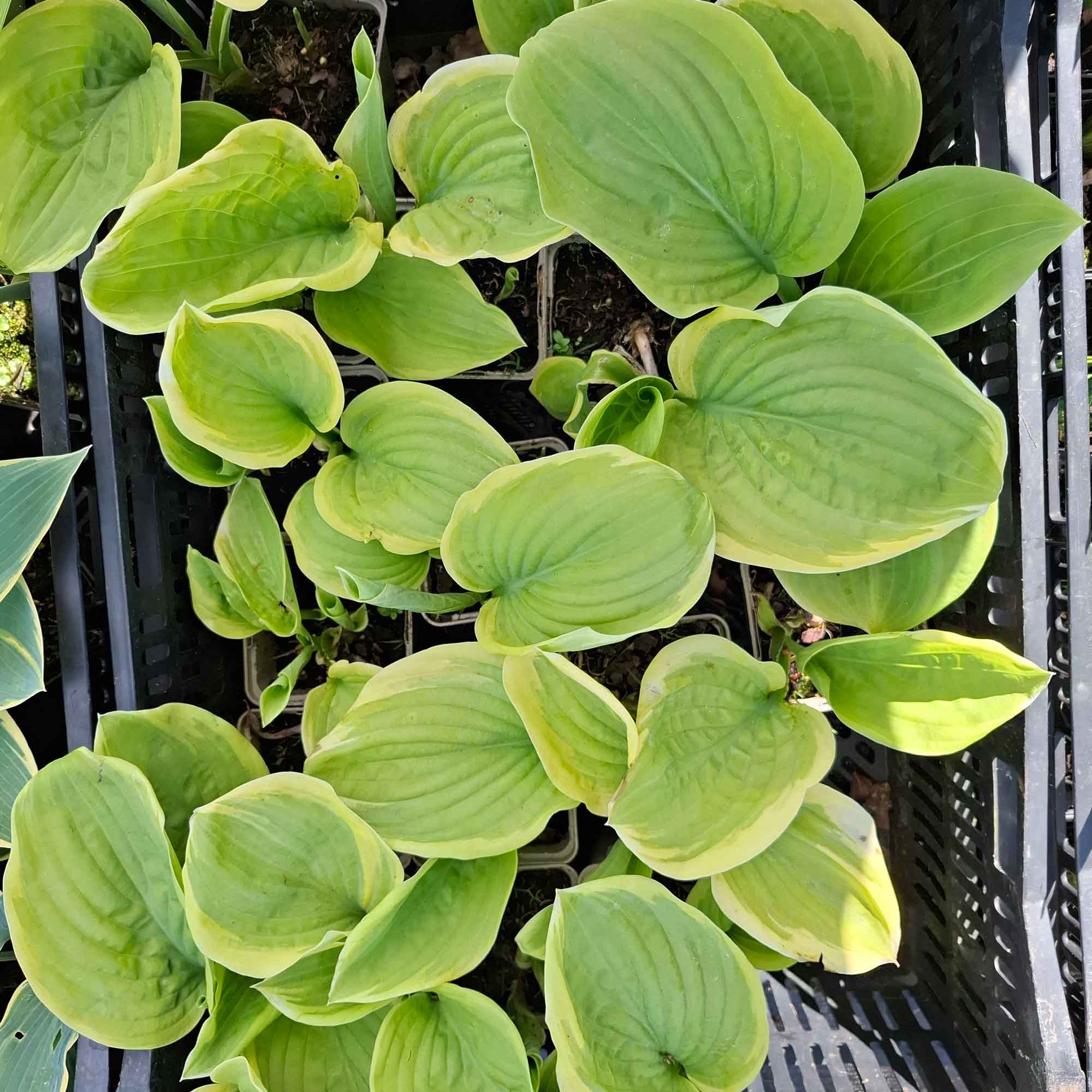 Hosta 'Fragrant Bouquet' P9