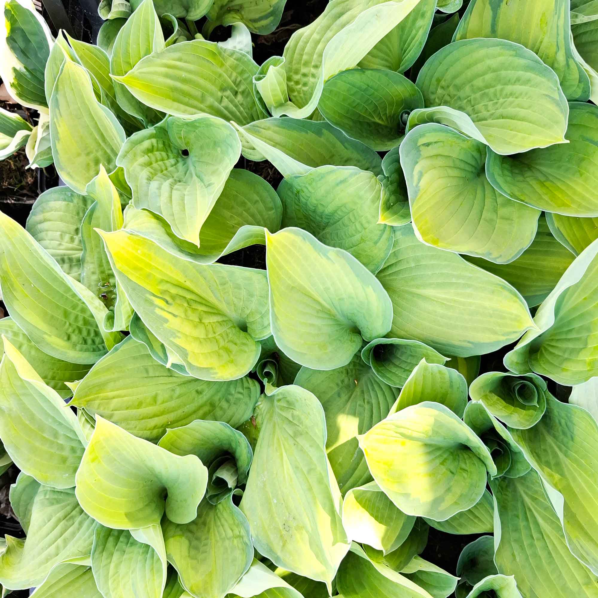Farvede Roser Hosta 'Gold Standard' P9