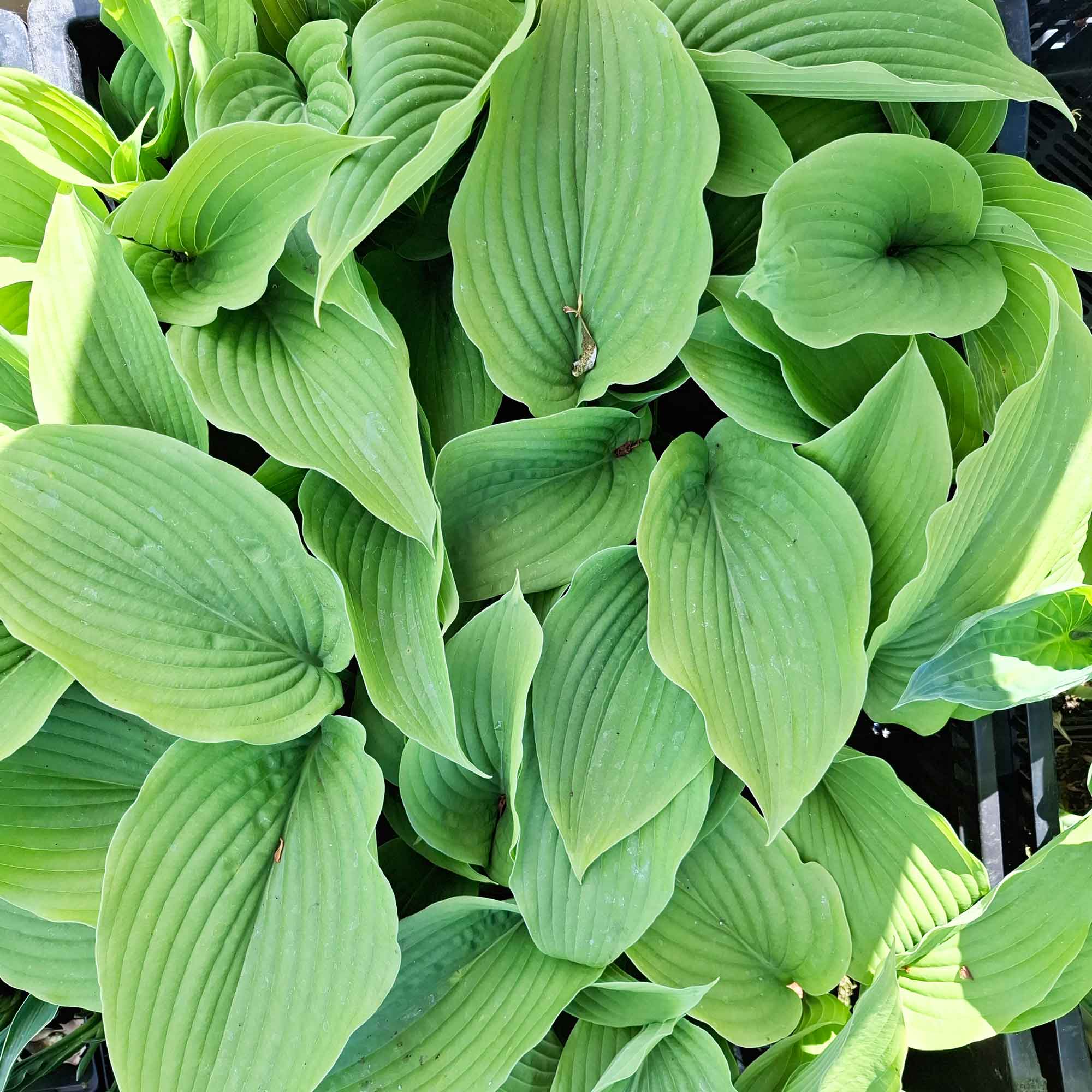 Hosta 'Green Acres' P9