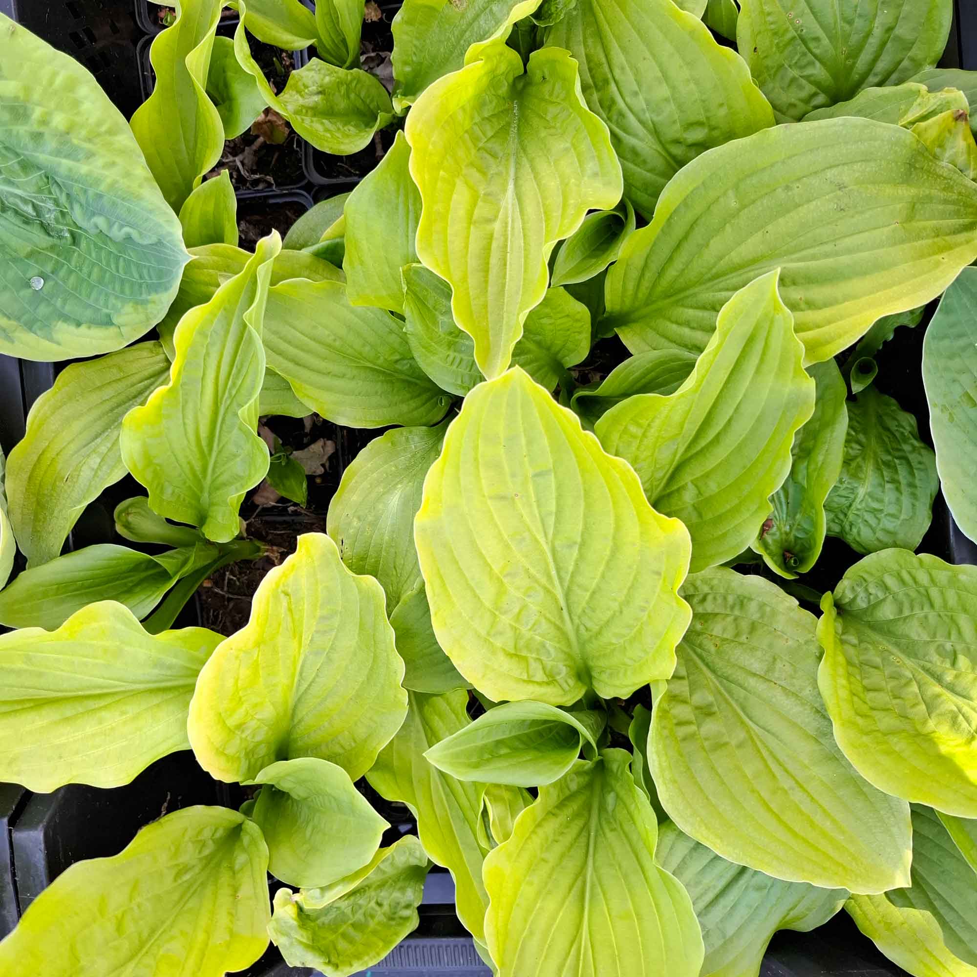 Hosta 'Honeybells' P9