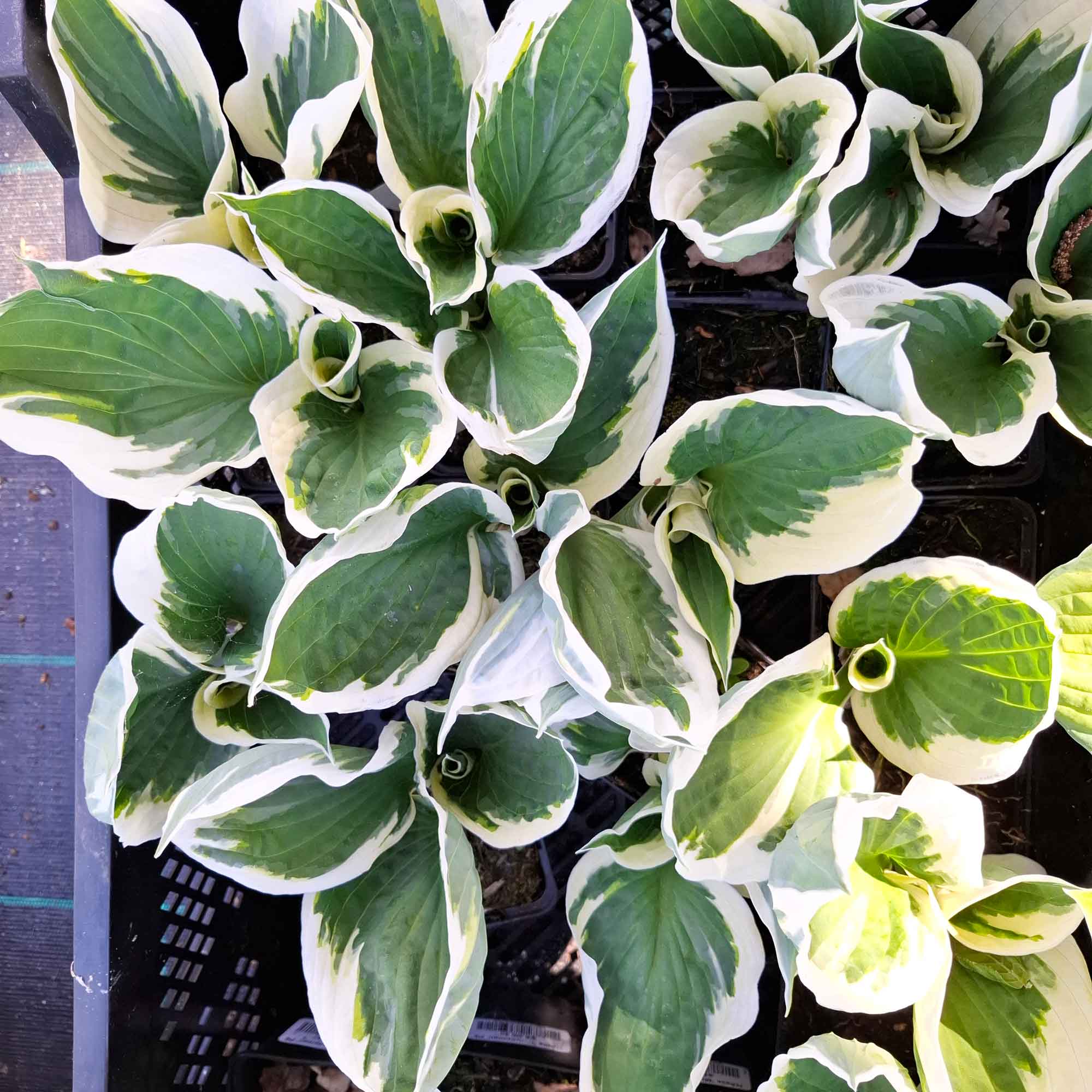 Hosta 'Minuteman' P9