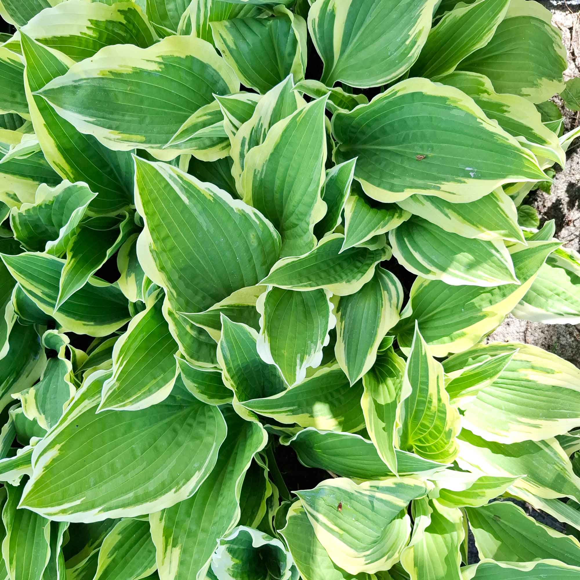 Hosta 'Moerheim' P9