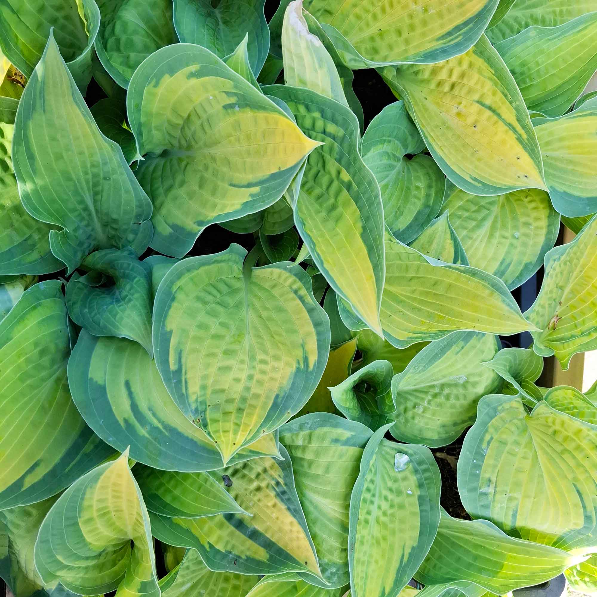Hosta 'Paul's Glory' P9